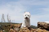 WESTIE 062